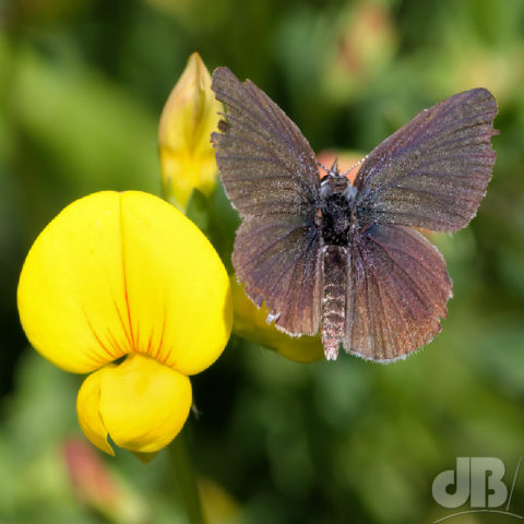 Small Blue nectaring on Meadow Vetchling