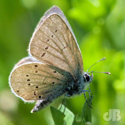 The Small Blue is certainly small, but mostly brown, not blue