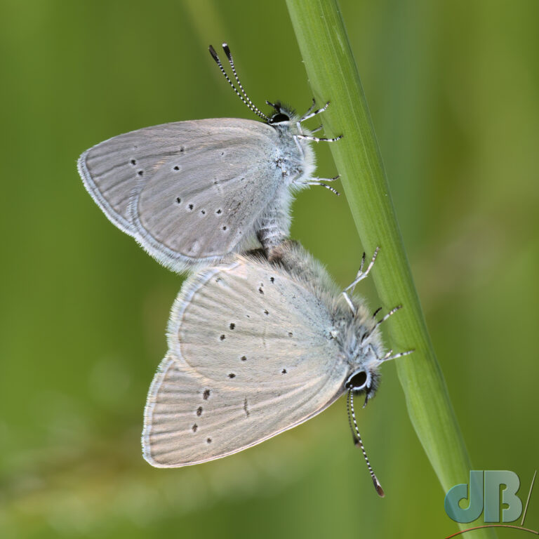 Small Blue butterflies in copulo