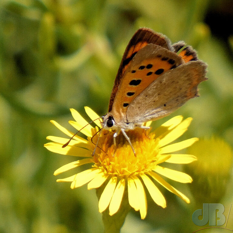 Small Copper