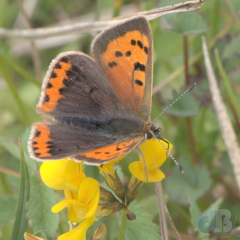 Small Copper butterfly