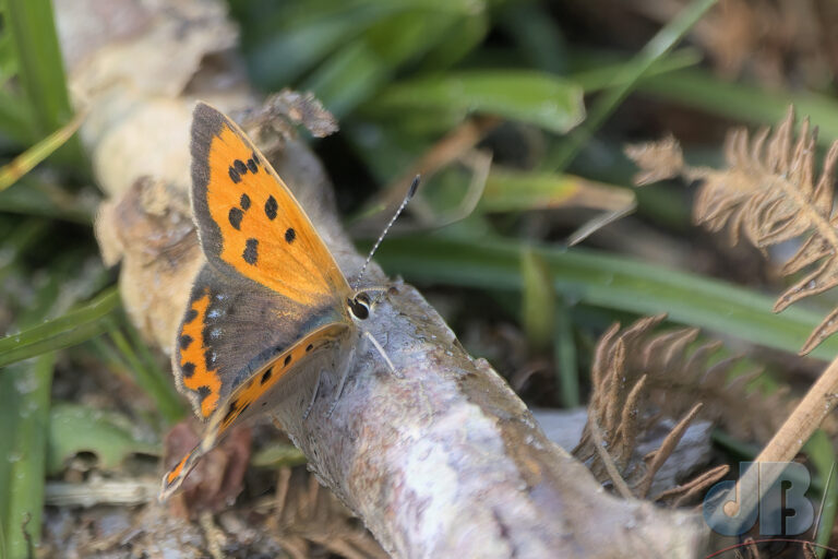 Small Copper