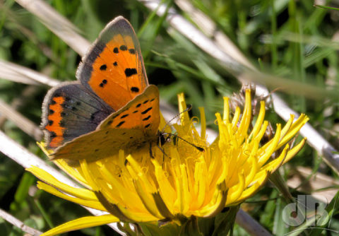 Small Copper butterfly