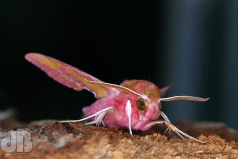 Small Elephant Hawk-moth, Deilephila porcellus