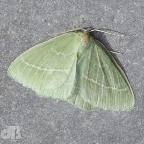 Small Emerald Hemistola chrysoprasaria (Esper, 1795)