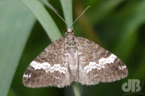 Small Rivulet moth, Bempton Cliffs