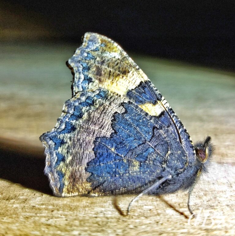 Small Tortoiseshell asleep in the potting shed, hanging from the ceiling, photo inverted