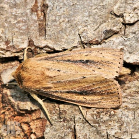 Bulrush Wainscot Nonagria typhae (Thunberg, 1784)