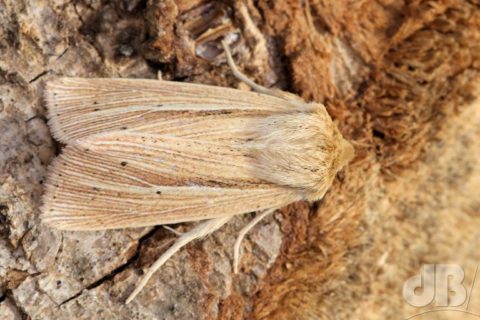 Smoky Wainscot Mythimna impura (HÃ¼bner, [1808])