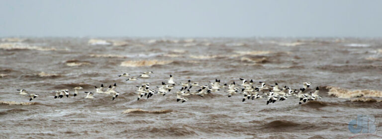 A flock of 80 or so Avocet