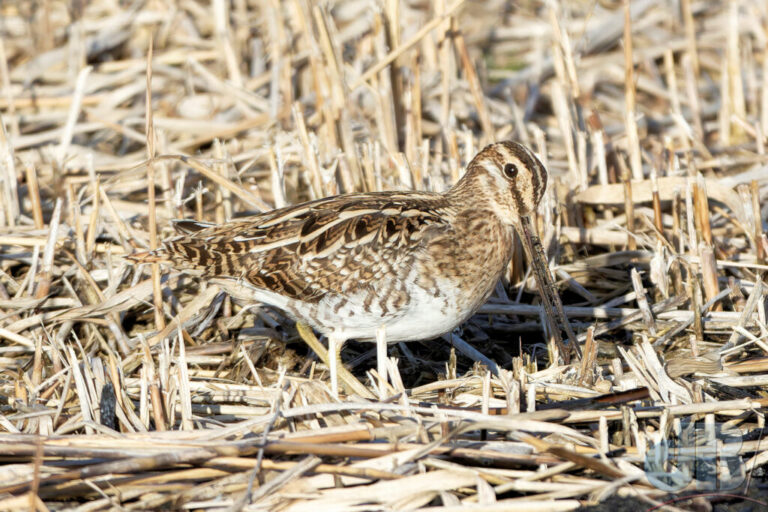 One of a couple of Snipe feeding at RSPB Titchwell