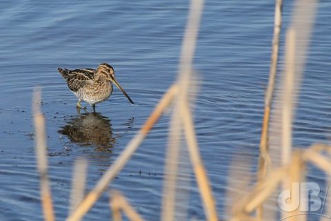 Snipe, Gallinago gallinago