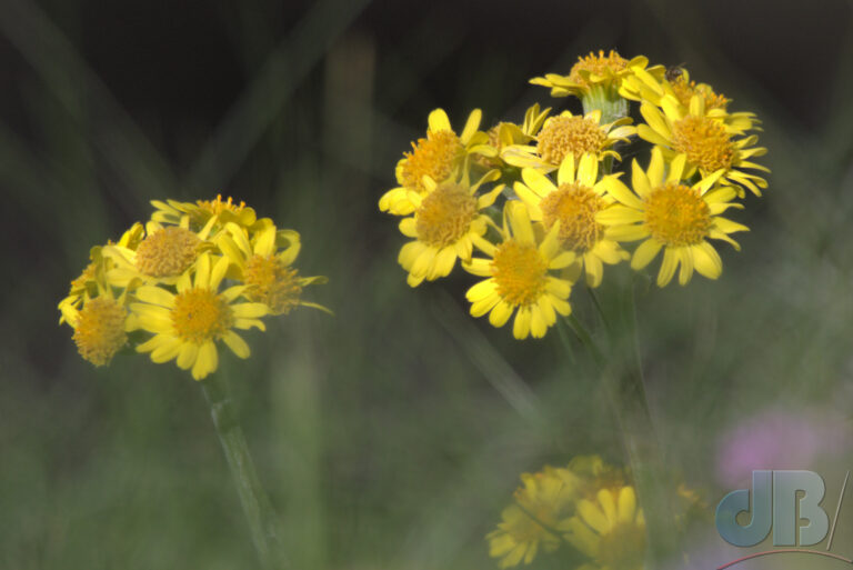 South Stack Fleawort