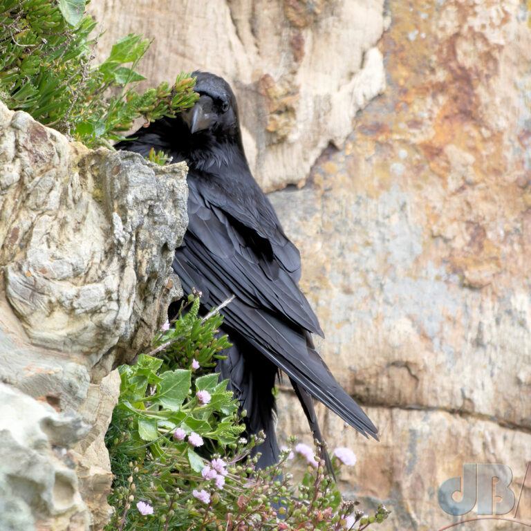 Egg-stealing Raven