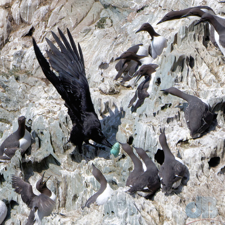 Raven taking a Guillemot egg