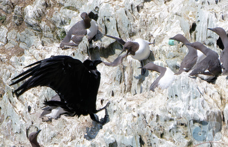 Raven preying on Guillemot eggs at RSPB South Stack