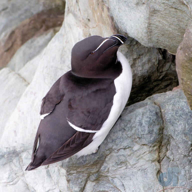One of hundreds if not thousands of Razorbill vying for space on the cliffs at South Stack with thousands of Guillemots, dozens of gulls, fulmar, and kittiwakes