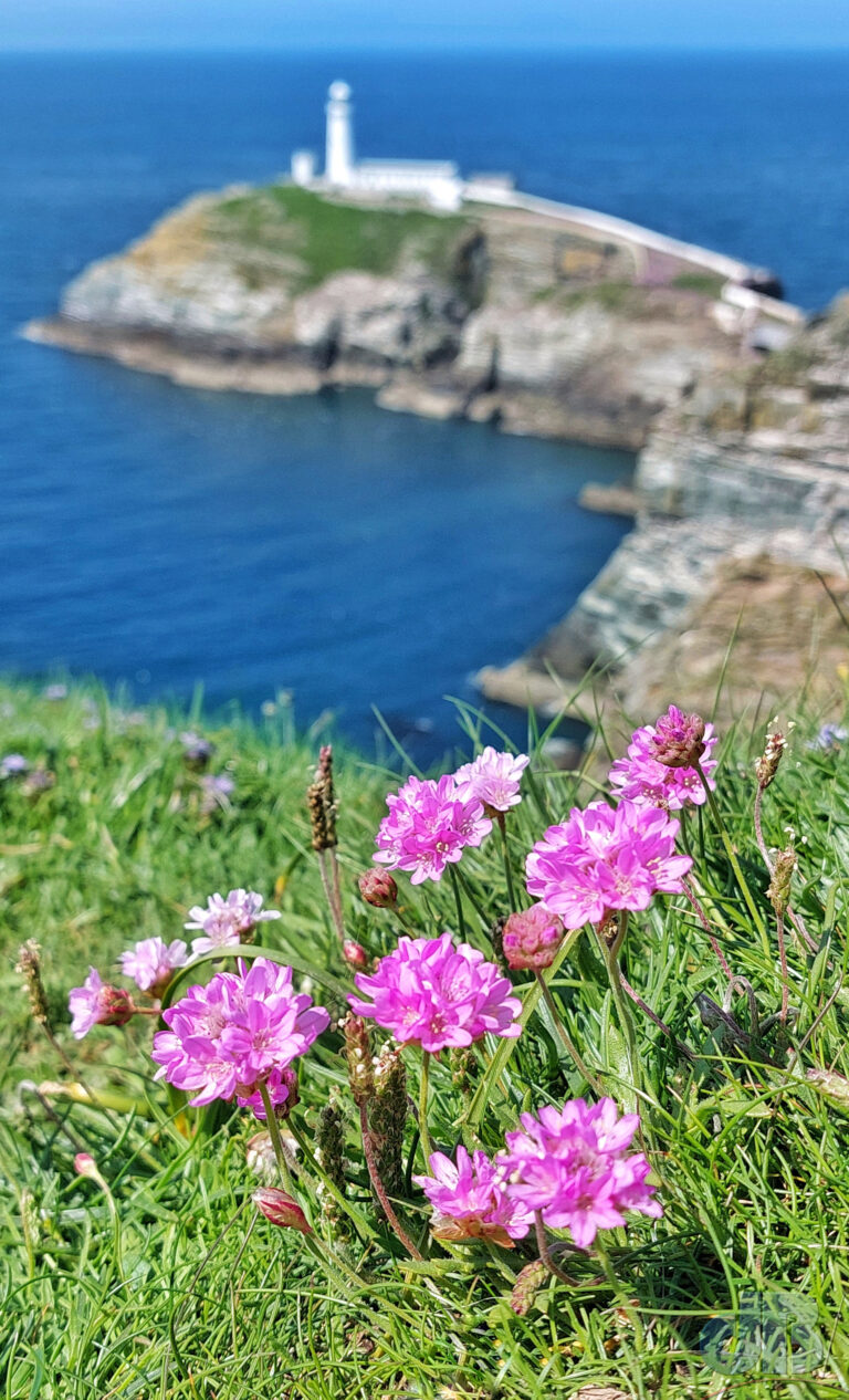 Thrift in the foreground with South Stack Lighthouse in the background