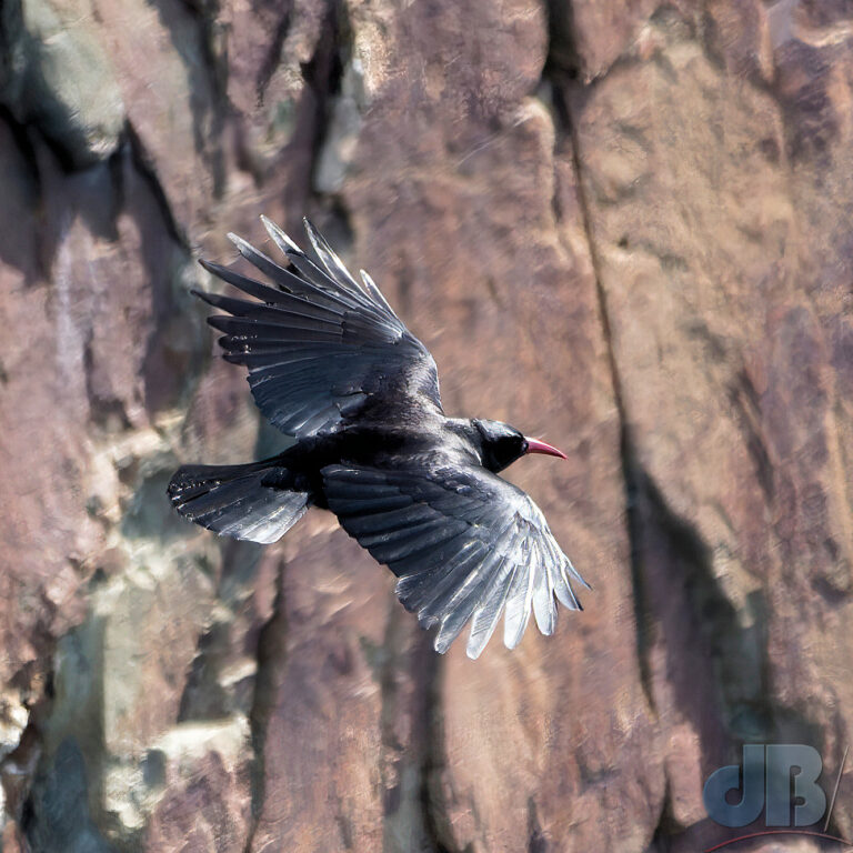 Chough flying across South Stack cliff face