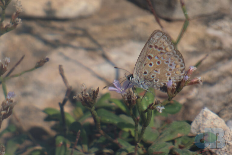 Southern Common Blue, Polyommatus celina