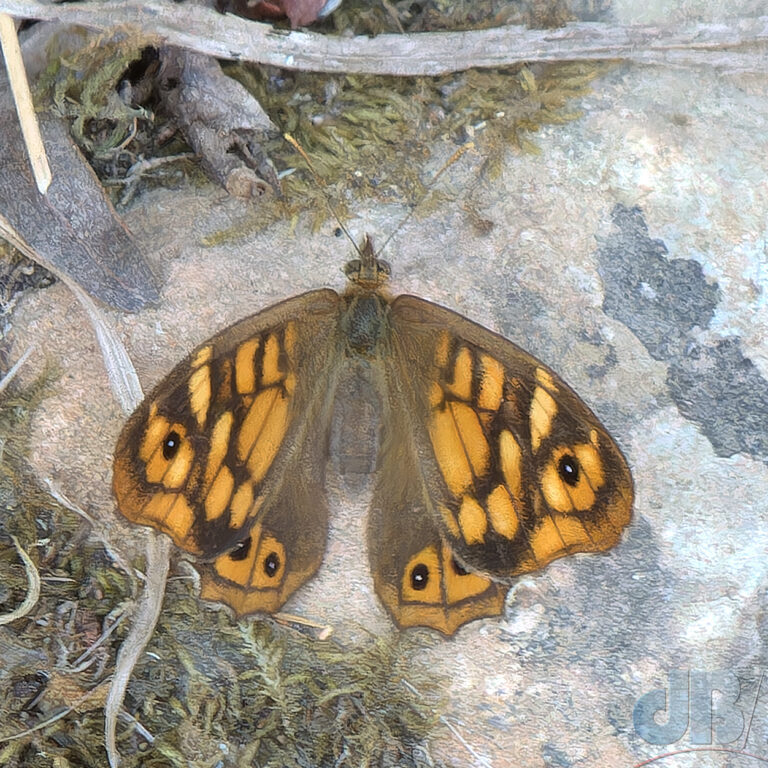 Mediterranean subspecies of Speckled Wood