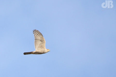 Sprawk, or Sparrowhawk