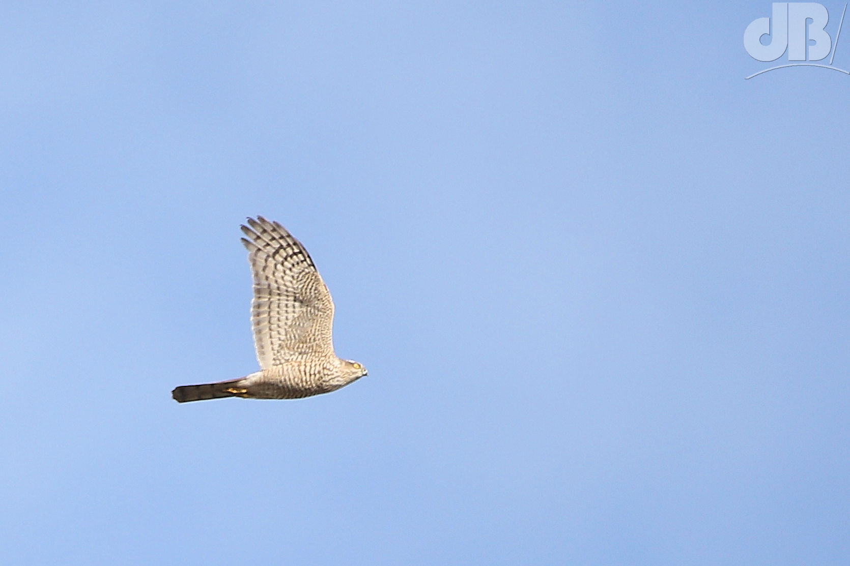 Sparrowhawk