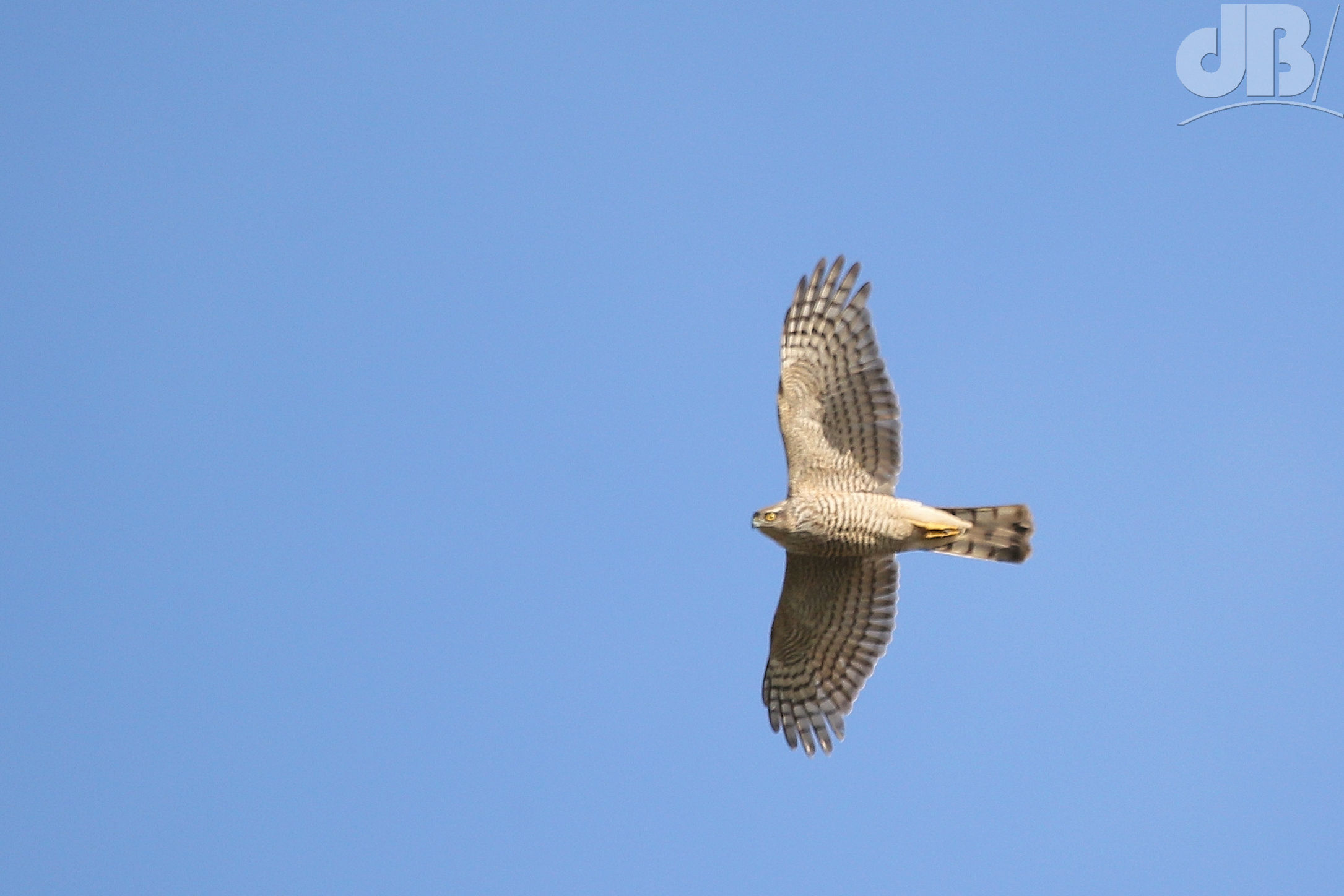 Sparrowhawk