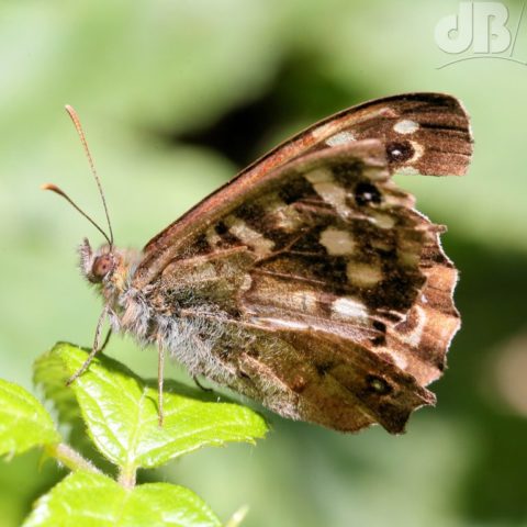 Battered Speckled Wood butterfly