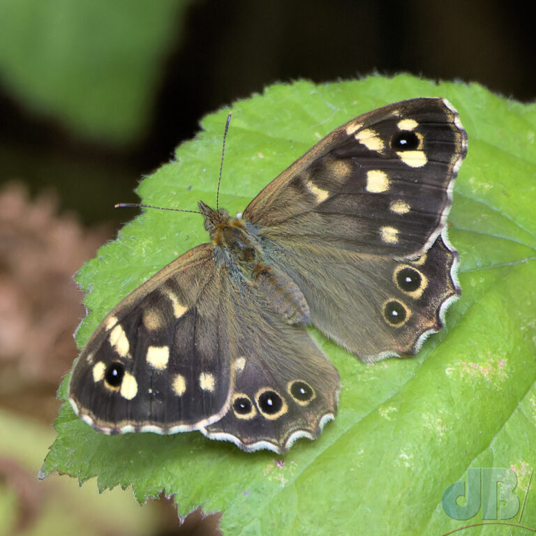 Speckled Wood