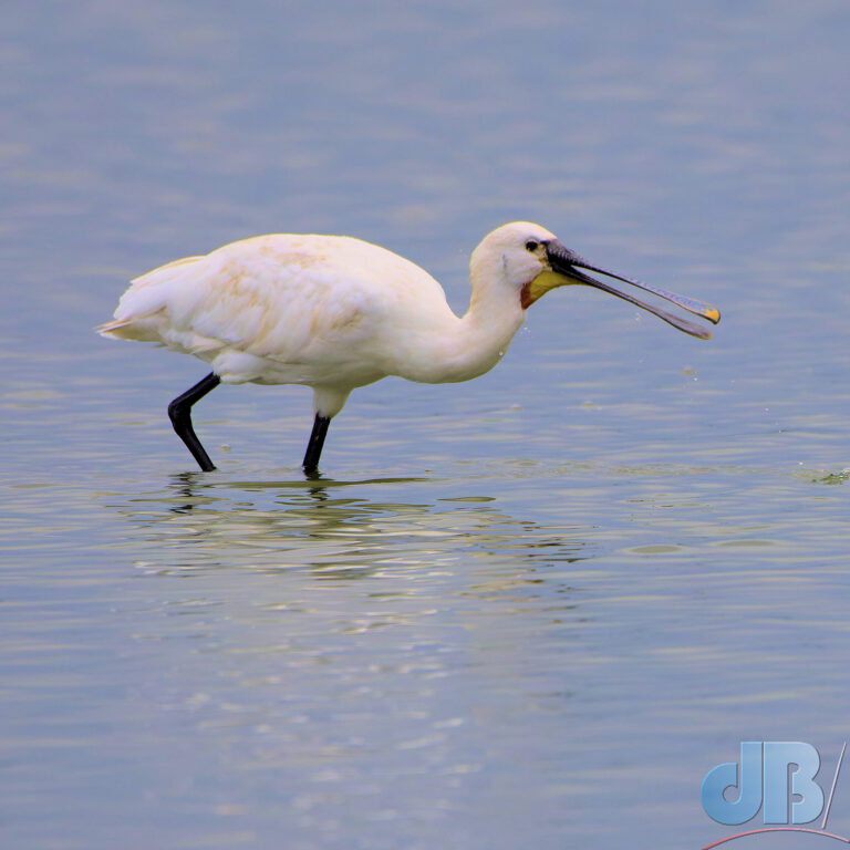 Yet another Spoonbill, one of about 70 on Brownsea Island lagoon
