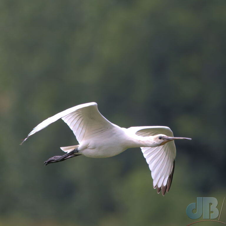 Spoonbill in flight