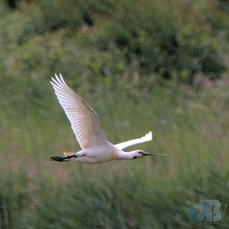 Spoonbill in flight, showing breeding plumage