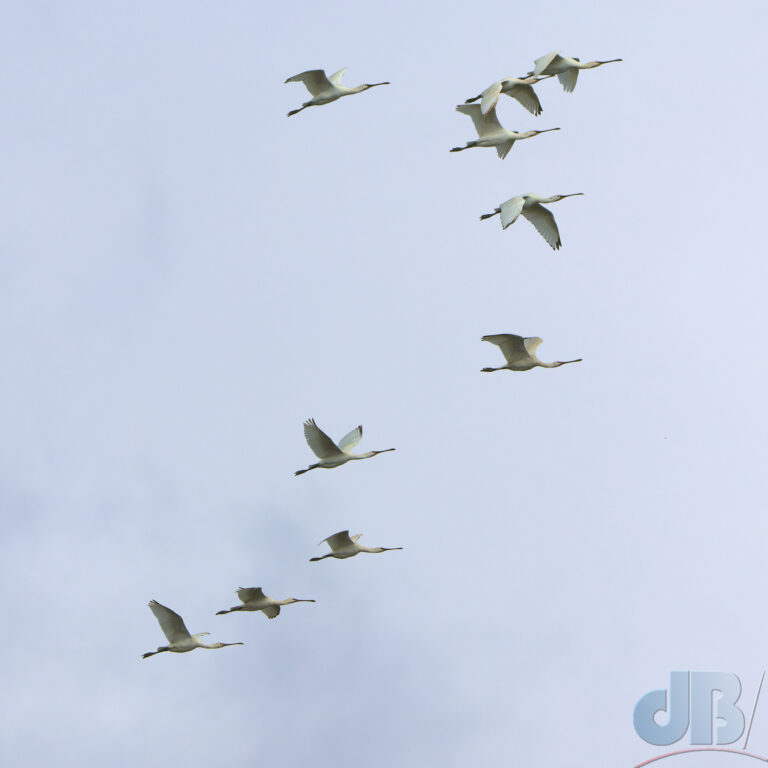 Spoonbills in flight