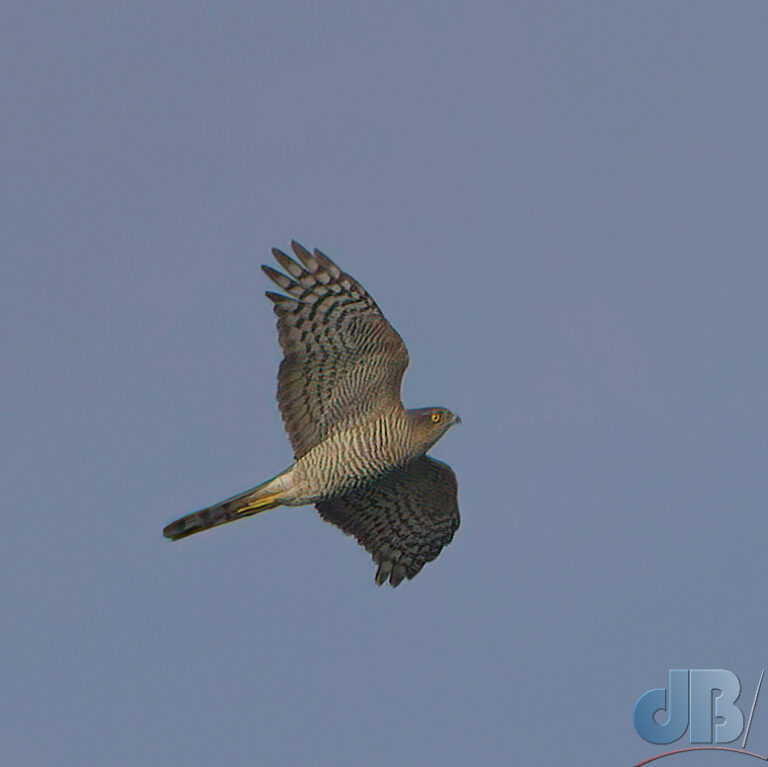 Sparrowhawk in flight