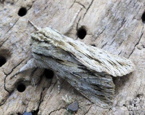 Sprawler Moth - Asteroscopus sphinx