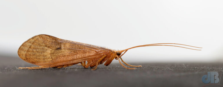 Caddisfly, Stenophylax permistus