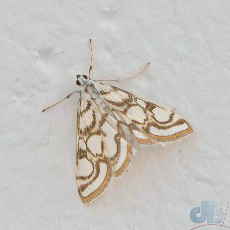Beautiful China-mark, moth