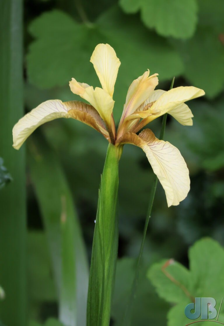 Stinking Iris, Iris foetidissima