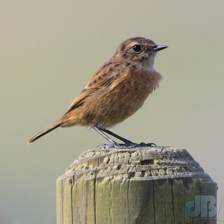 Female Stonechat, near Kimmeridge Bay, one of numerous Stonechat