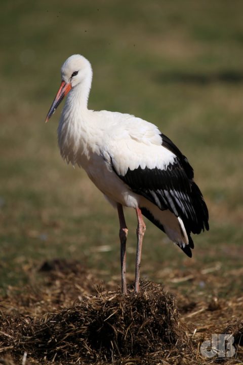 Closer view of a White Stork in the collection at Old Hurst Farm. It's plausible that the Cottenham Stork is an escapee from their flock