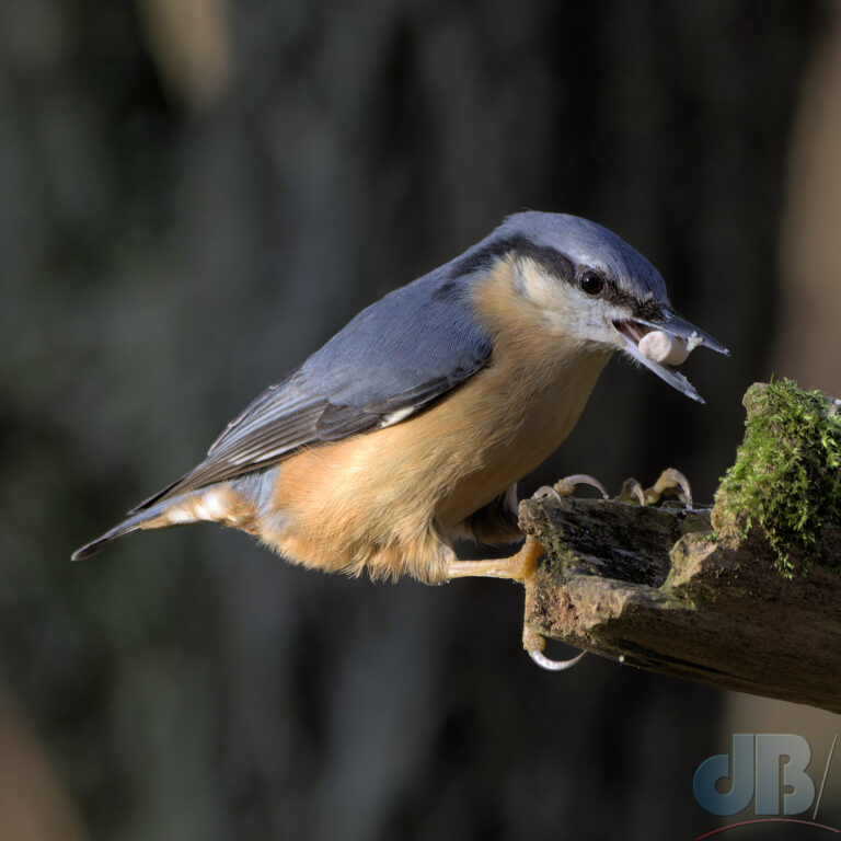 Nuthatch with fat pellet clinging to mossy log