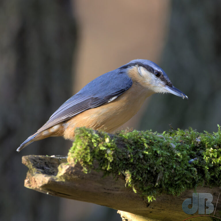 Nuthatch perched on mossy log