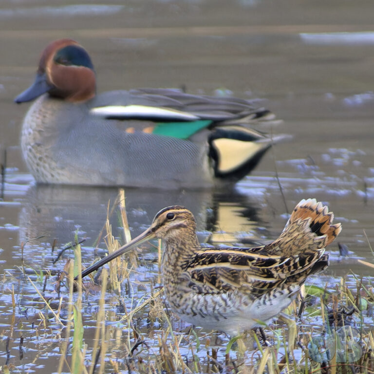 Foreground shows a Snipe with ruffled tail feathers and a male Teal in the background