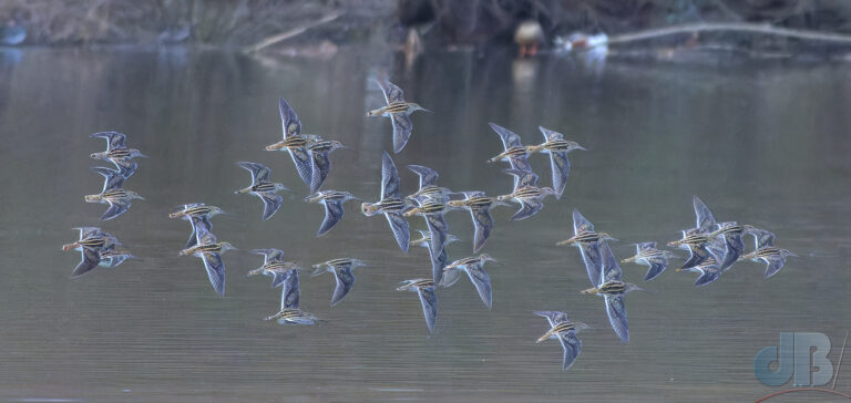 Flock of Snipe at Lackford Lakes
