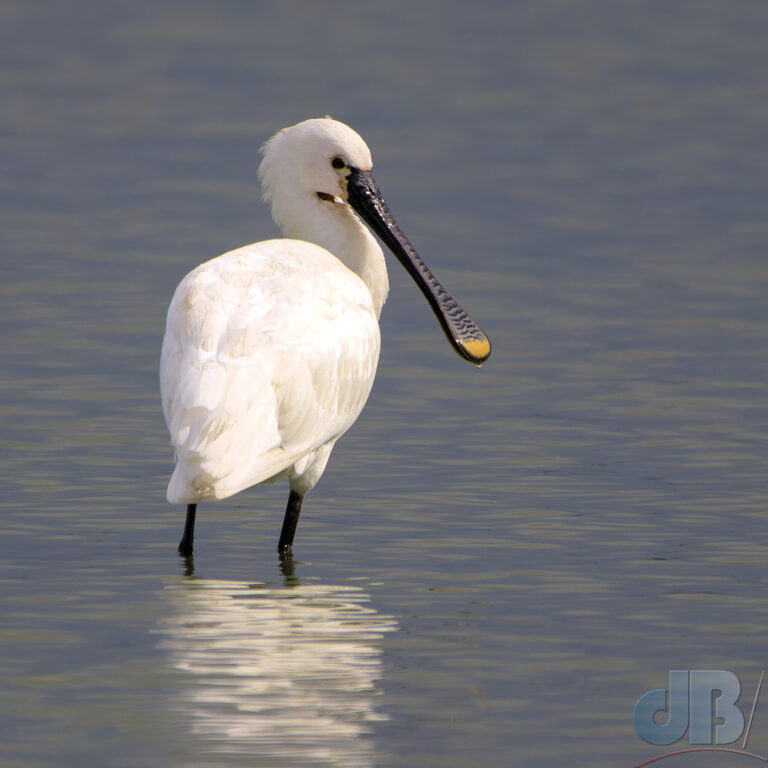 Sunshine Spoonbill