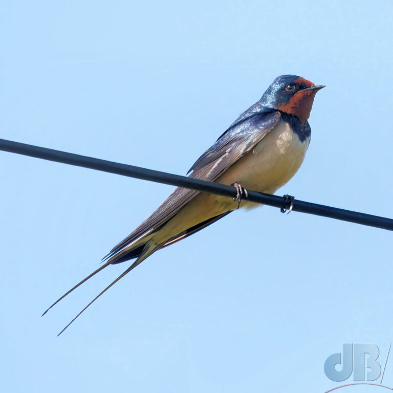 Barn swallow - Hirundo rustica - on an overhead wire, showing blue back, red throat, white breast and rump, and its long forked tail