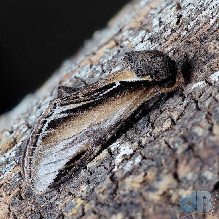 Swallow Prominent moth