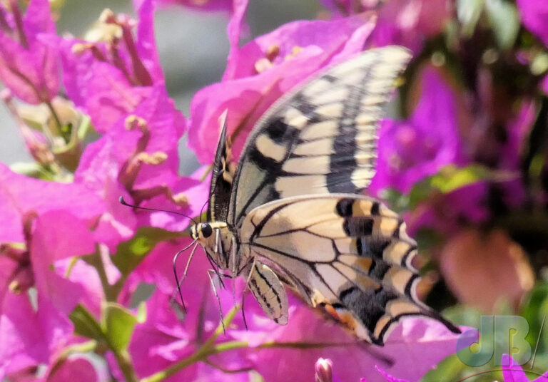 Swallowtail butterfly