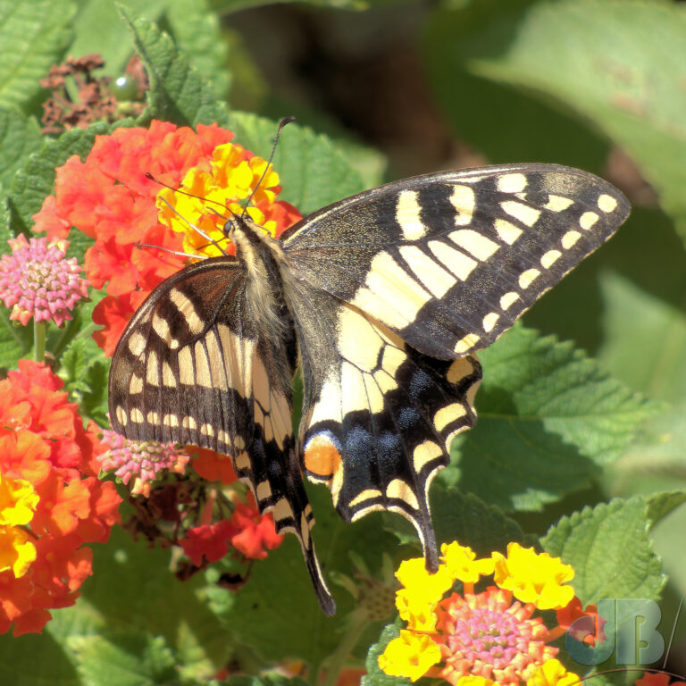Swallowtail nectaring on Lantana camara (American plant species)